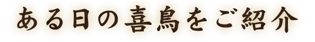 ある日の喜鳥をご紹介